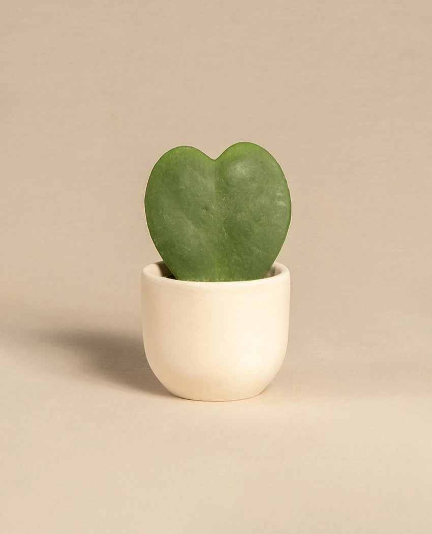 Heart Shaped Succulent Plant