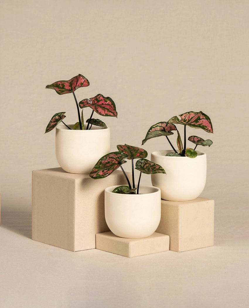 Mini Decorative Caladium Plant