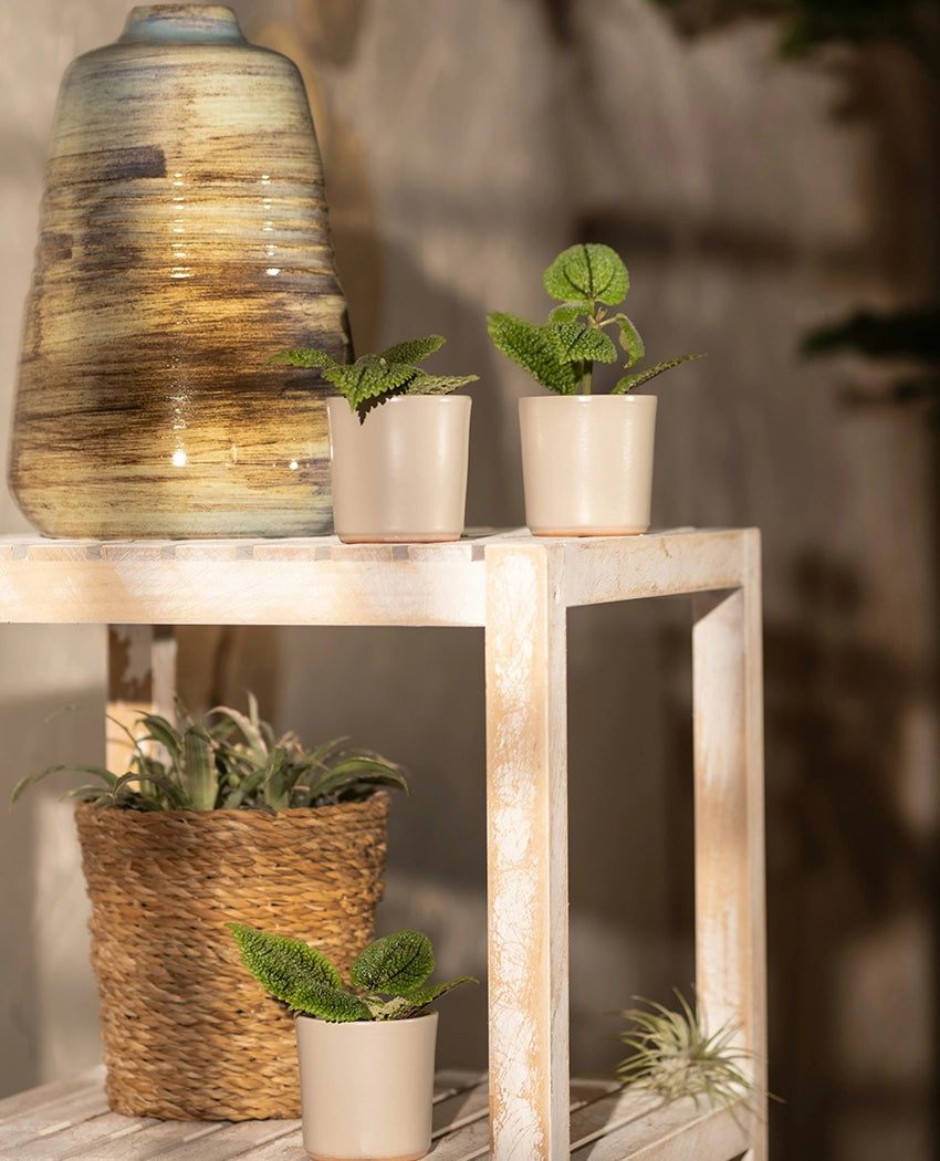 Moon Valley Pilea Plant