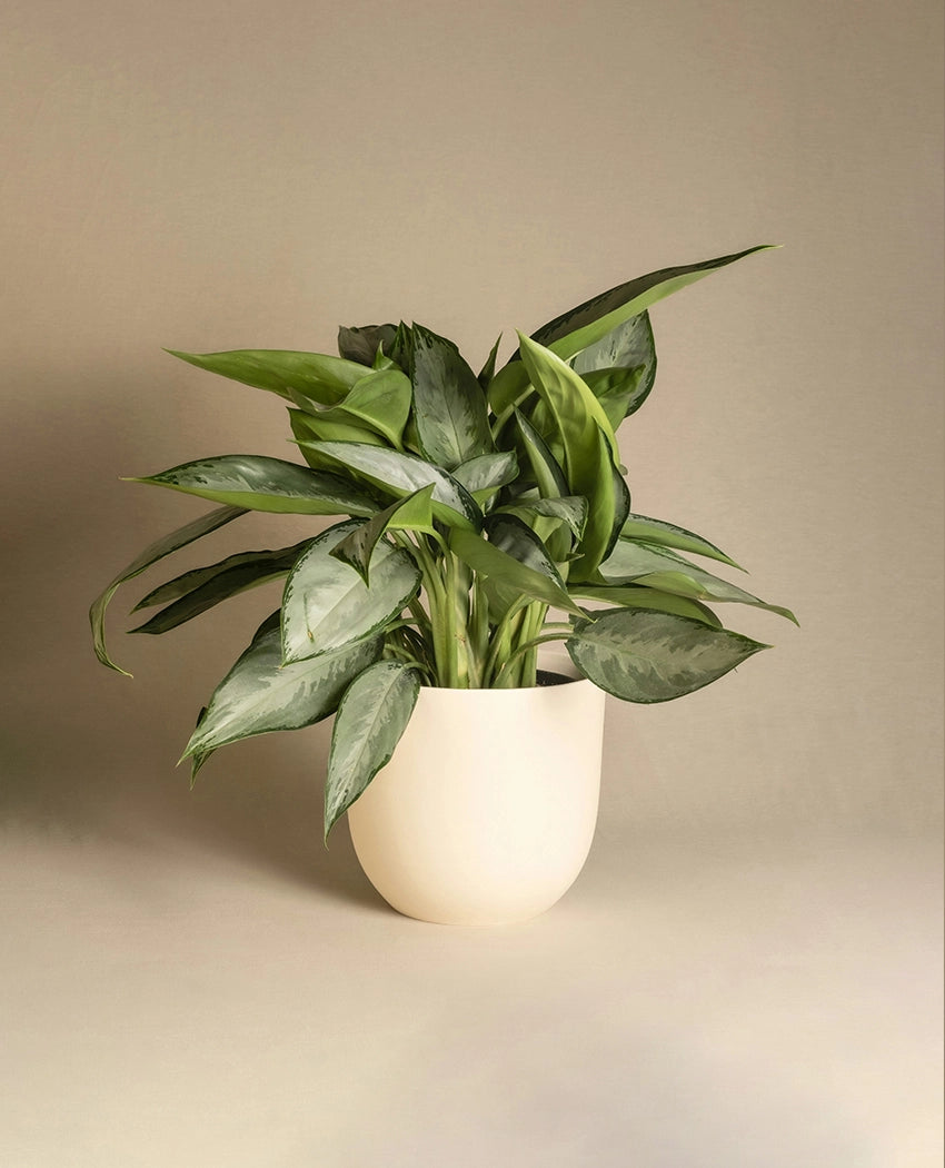 Indoor Aglaonema Potted Plant