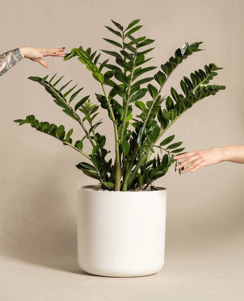 Zamioculcas Indoor House Plant