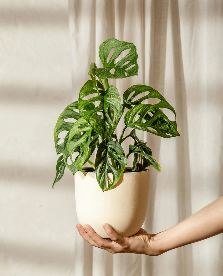 Monstera Adansonii Indoor Plant