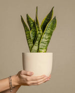 Snake Plant Decorative Pot