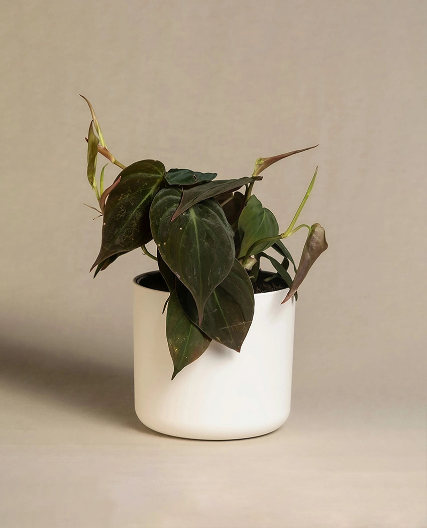 Philodendron Decorative Desk Plant