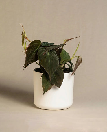 Philodendron Decorative Desk Plant