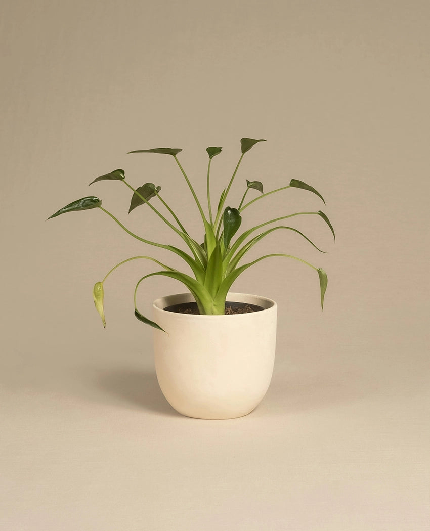 Elegant Green Indoor Plant