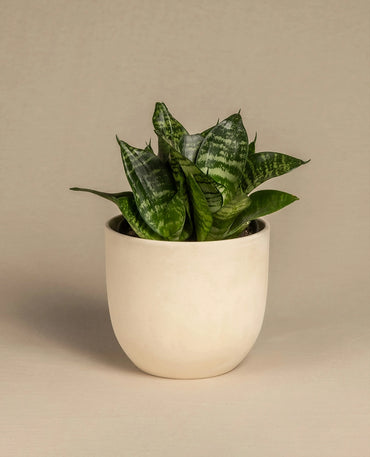 Low-Light Indoor Plant
