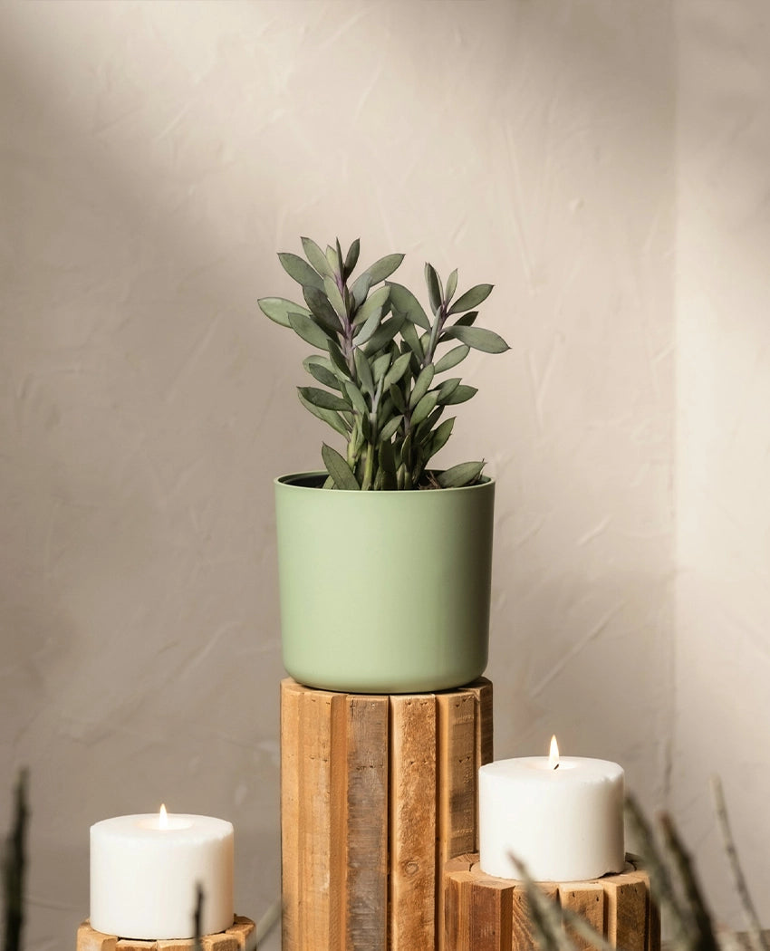 Purple Stem Silver Leaf Plant