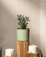 Purple Stem Silver Leaf Plant