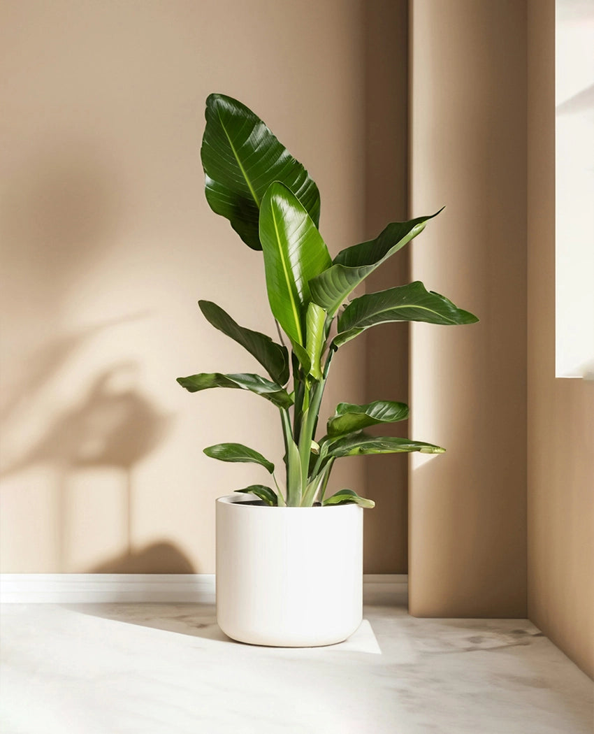 Bird Of Paradise Indoor Plant