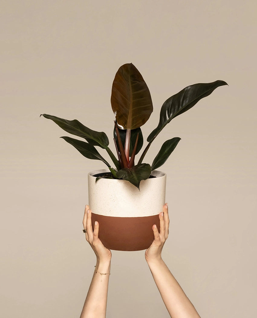 Philodendron Congo Plant