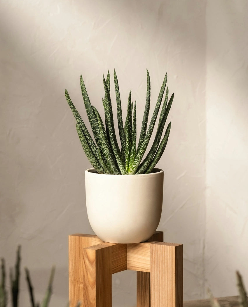 Aloe Vera Succulent Plant