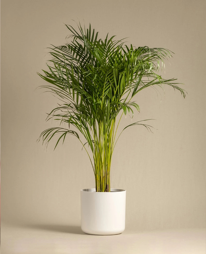 Areca Palm Indoor Plant