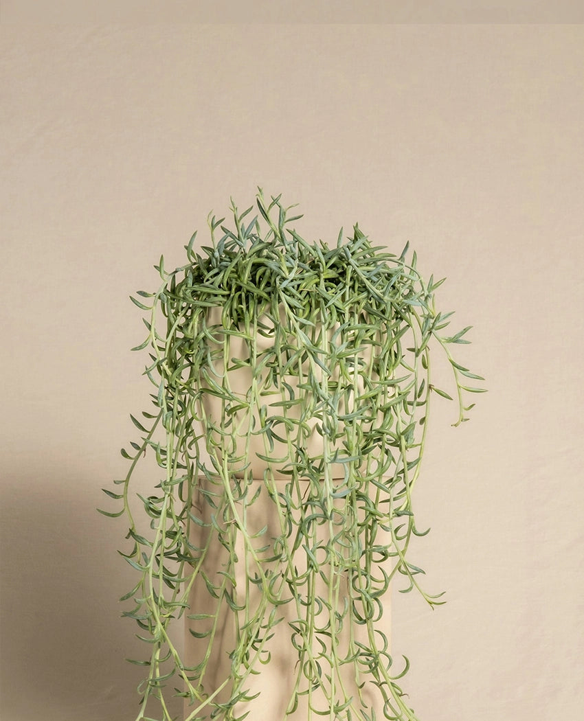 String Of Dolphins Plant