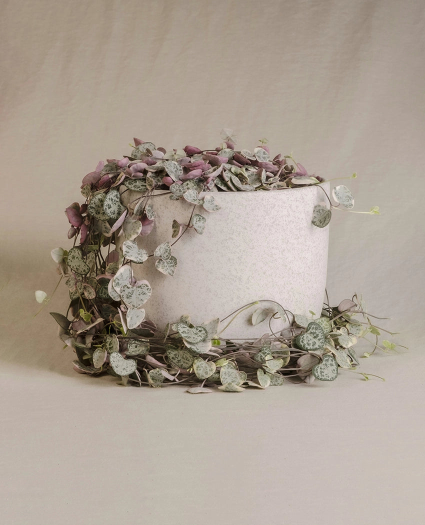 Trailing String Hearts Plant