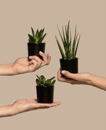 Elegant Tropical Indoor Plant