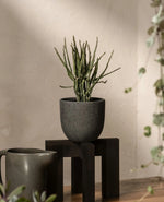 Decorative Pencil Cactus Plant