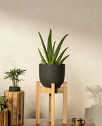 Aloe Vera Potted Plant
