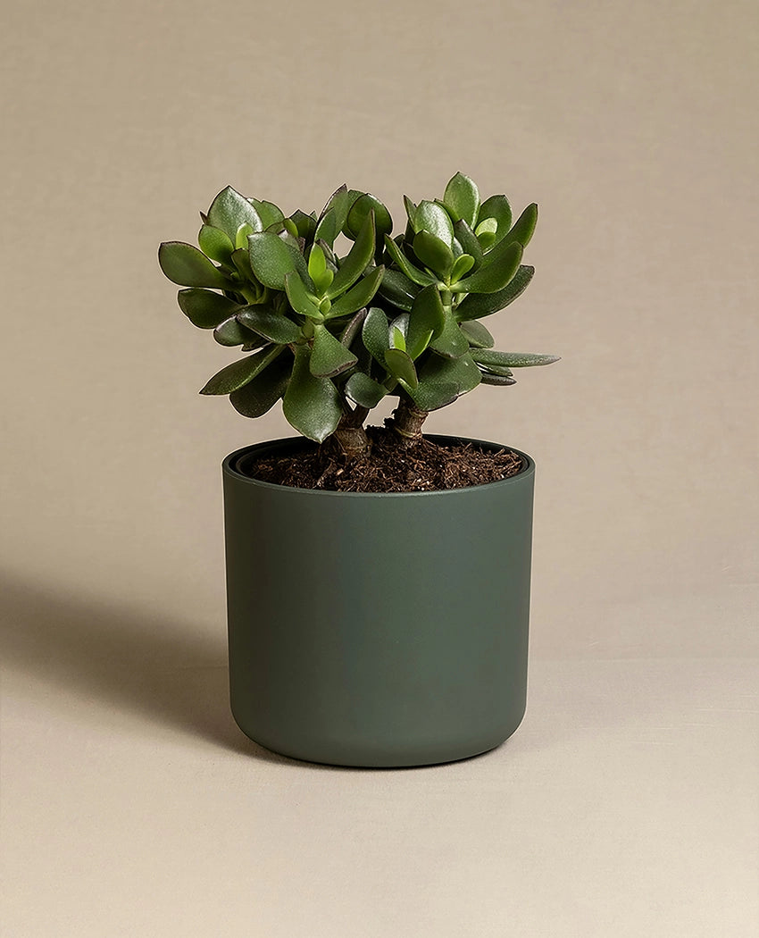 Lucky Jade Succulent In Pot