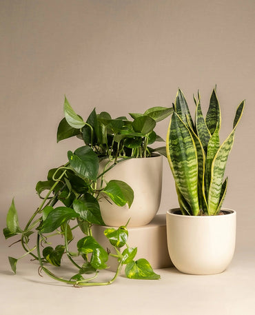 Decorative Garden Plant Mix