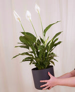 Peace Lily Indoor Plant