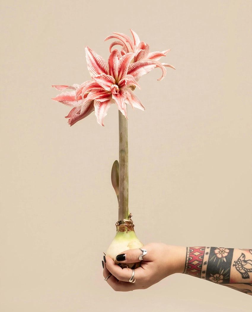 Amaryllis Bulb Sprouting Plant