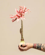 Amaryllis Bulb Sprouting Plant