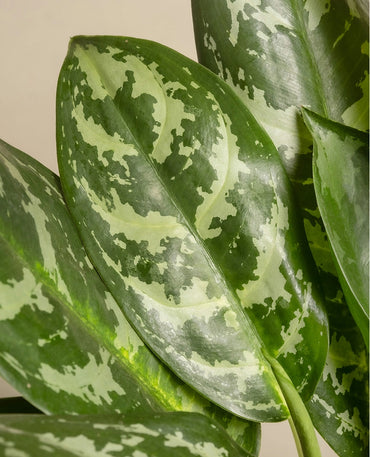 Dieffenbachia Indoor Potted Plant