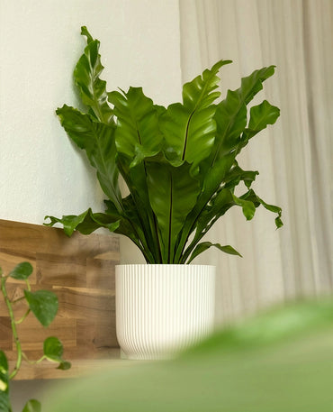 Fresh Green Fern Plant