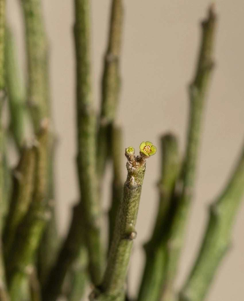 Decorative Pencil Cactus Plant