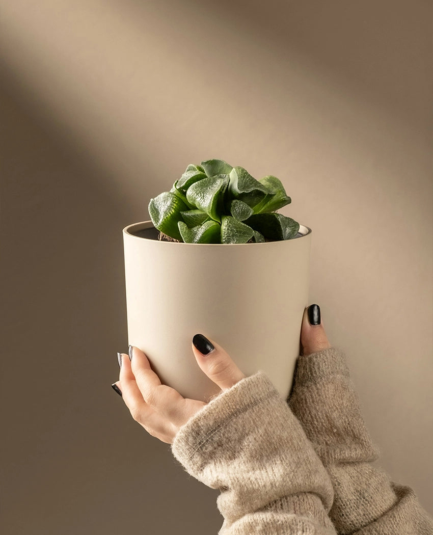 Mini Transparent Succulent