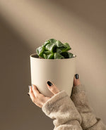 Mini Transparent Succulent