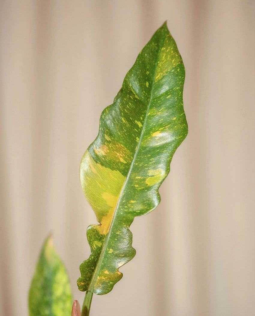 Curly Leaf Philodendron Plant