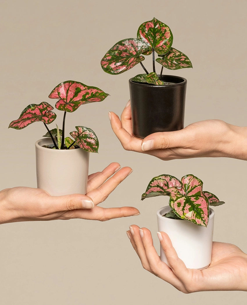 Mini Decorative Caladium Plant