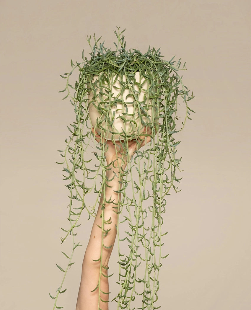 String Of Dolphins Plant