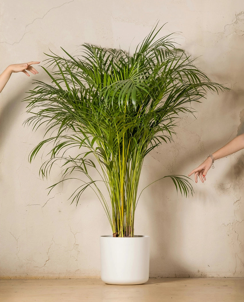 Areca Palm Indoor Plant