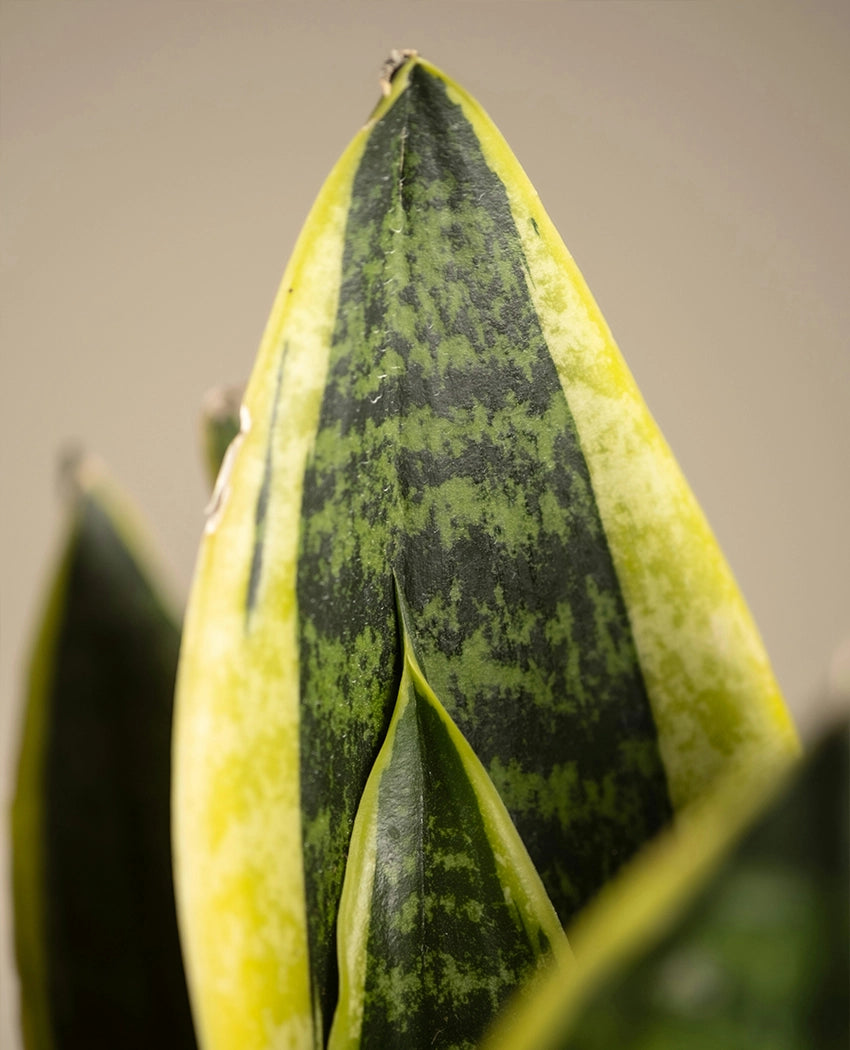 Snake Plant Decorative Pot