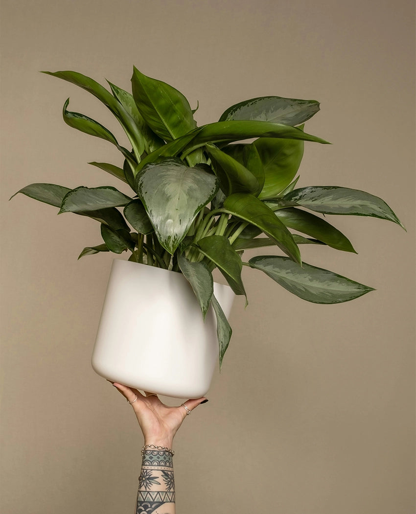 Indoor Aglaonema Potted Plant