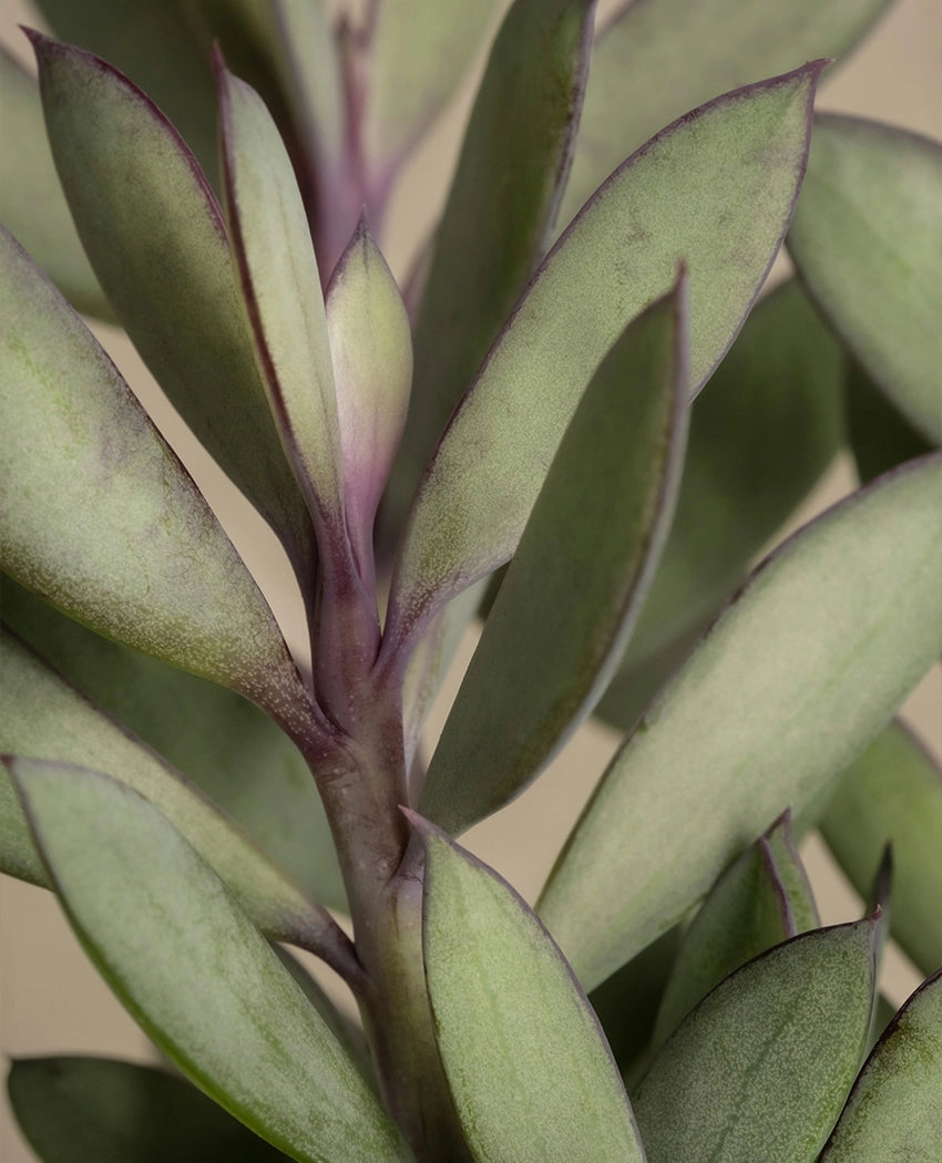 Purple Stem Silver Leaf Plant