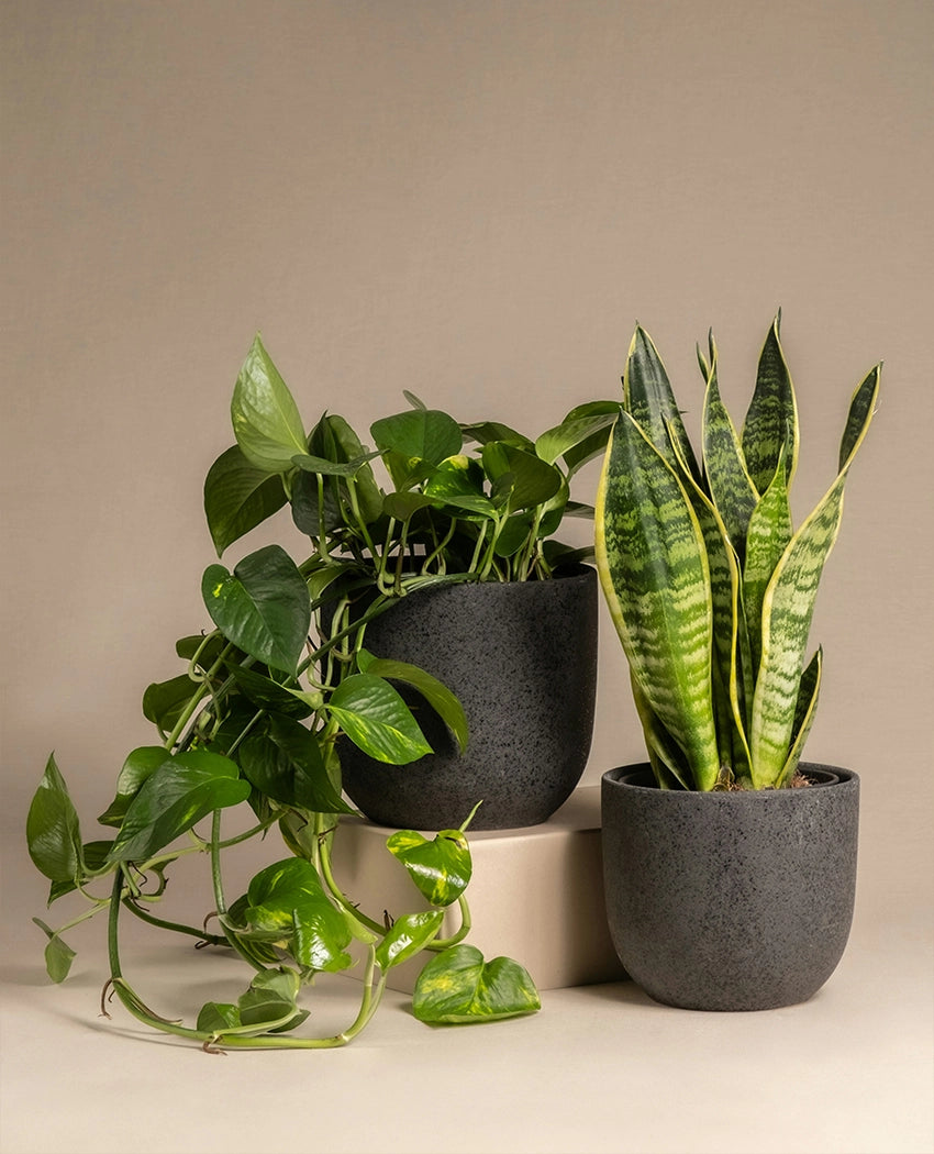 Decorative Garden Plant Mix