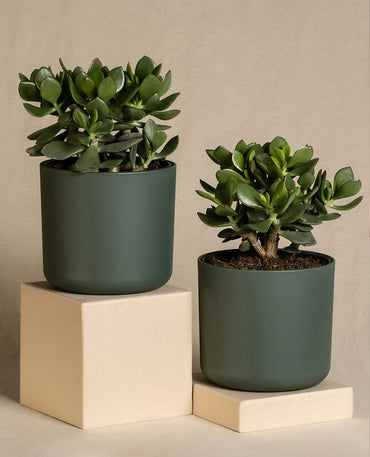 Lucky Jade Succulent In Pot