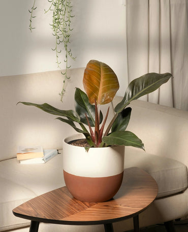 Philodendron Congo Plant