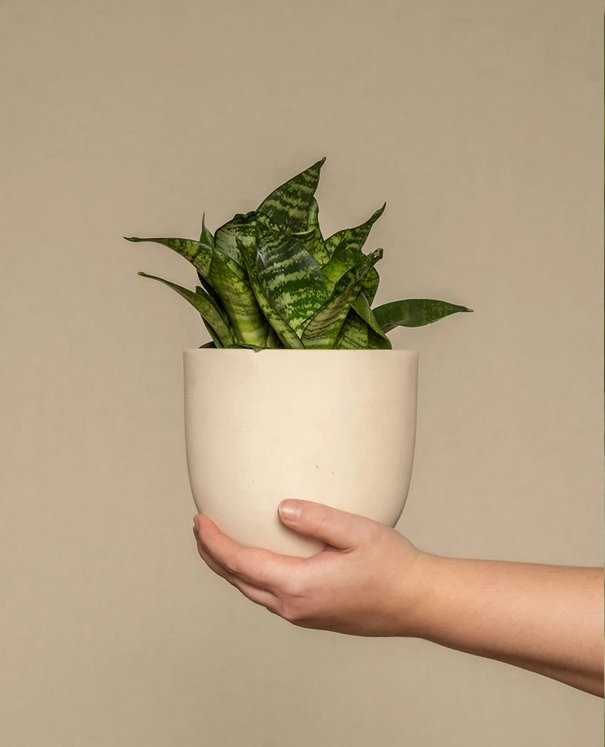 Low-Light Indoor Plant