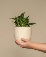 Low-Light Indoor Plant