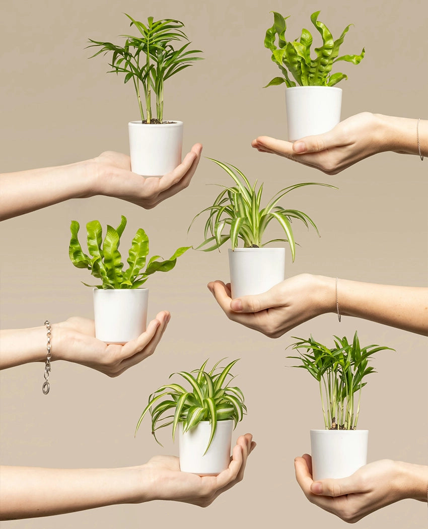 Air Purifying Plant Bundle