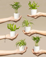 Air Purifying Plant Bundle