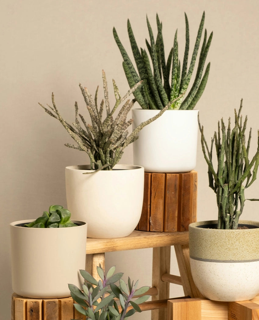 Exotic Speckled Cactus Plant