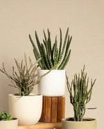 Aloe Vera Succulent Plant