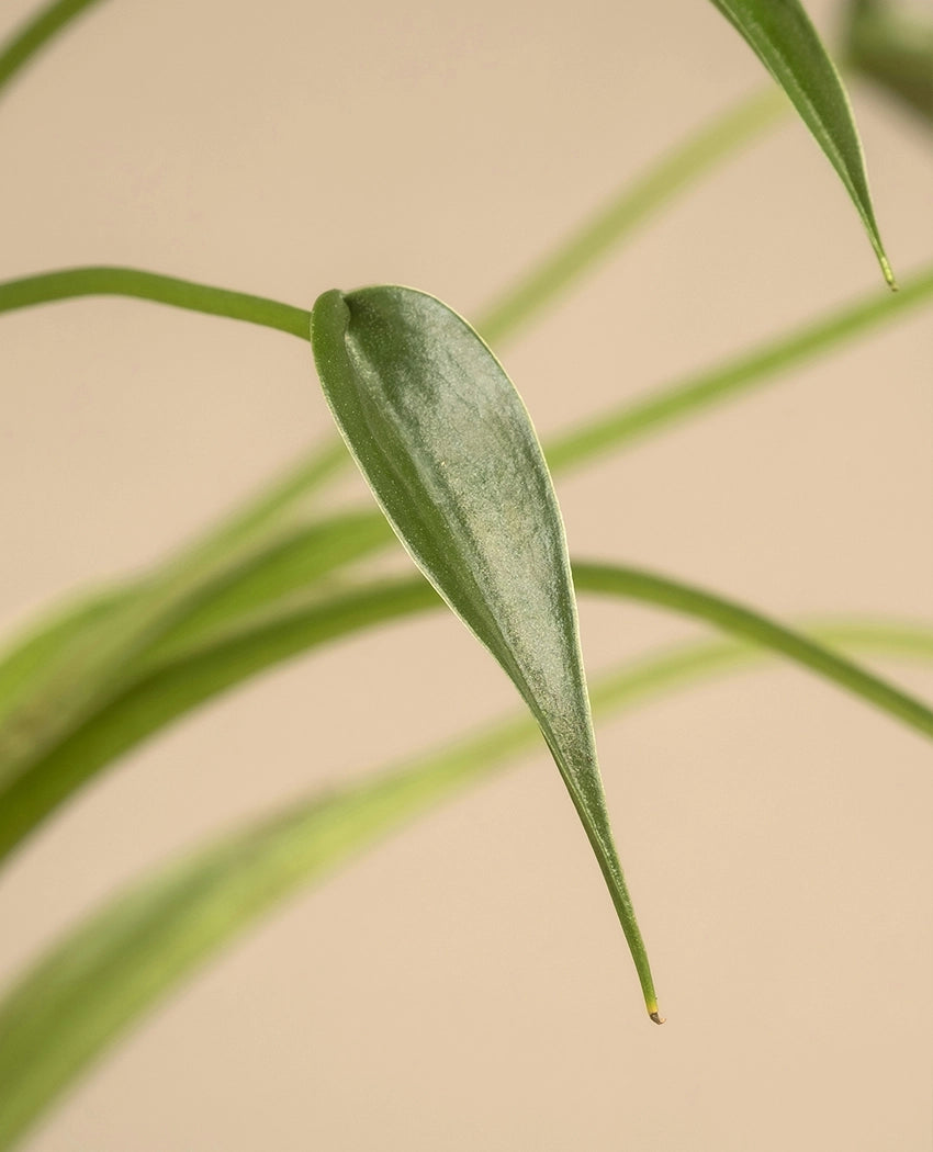 Elegant Green Indoor Plant