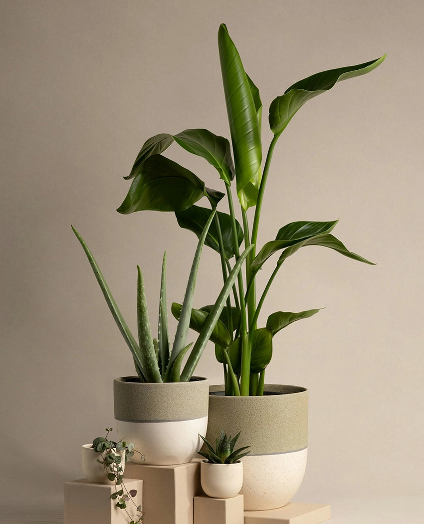 Aloe Vera Potted Plant